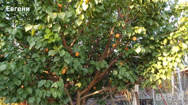 Отдавам овощна градина под наем!, снимка 5 - Земеделска земя - 48130845