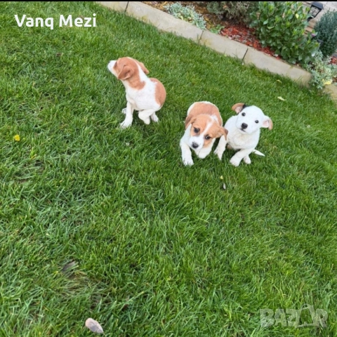 мини Джак Ръсели, снимка 5 - Джак ръсел териер - 52791913