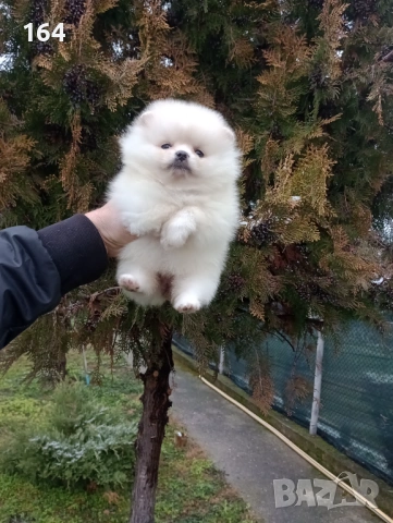 Женски Померан. Реални снимки от 15.02.26 г. , снимка 2 - Померан - 53485725