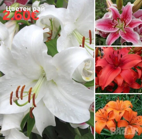 Луковици и грудки на лилиуми, далии и канни 