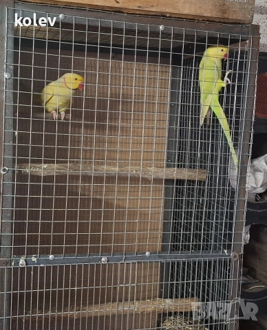 Папагали Малък Александър /двойка, снимка 13 - Папагали - 43090136