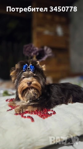 мини шоколадов йоркшир