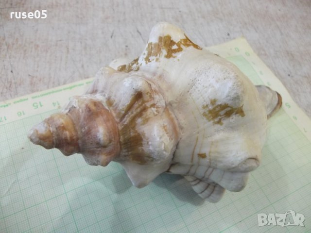 Раковина - 18, снимка 8 - Други ценни предмети - 34640989