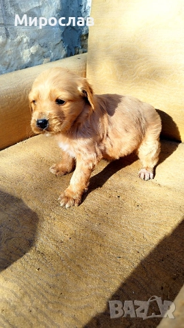 Мъжки кокер шпаньол , снимка 4 - Кокер шпаньол - 53130436