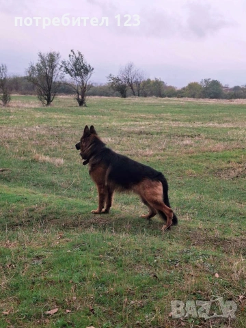 Мъжка дългокосместа немска овчарка за разплод.