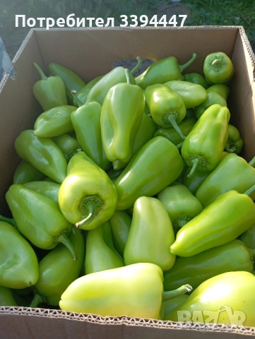 всеки ден прясно откъснати чушки черна капия и зелени 