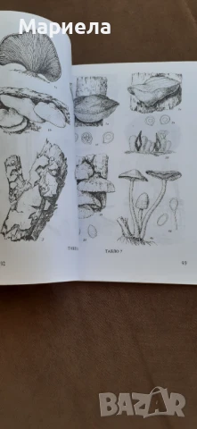 Паразитни гъби по лозата, снимка 4 - Специализирана литература - 51429183