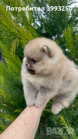 Уникални мини момчета