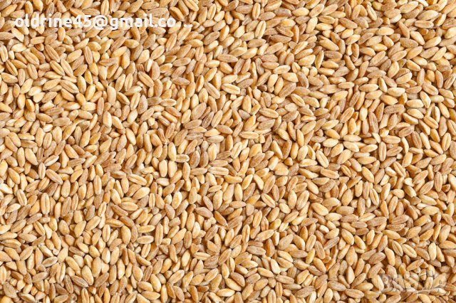 качествена пшеница