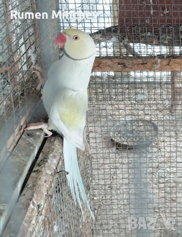 Малък Александър 