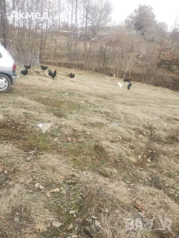 Буркан пилешко месо , снимка 2 - Домашни продукти - 49041608