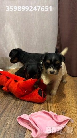 Мини йоркширски териерчета, снимка 5 - Йоркширски териер - 52667740