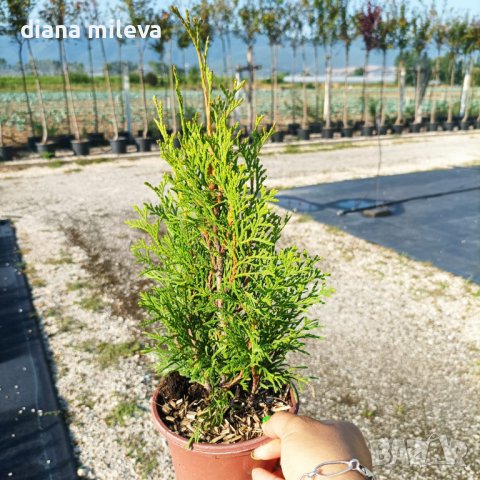 Туя Смарагд, Thuja occ. ‘Smaragd’, снимка 6 - Градински цветя и растения - 43800827