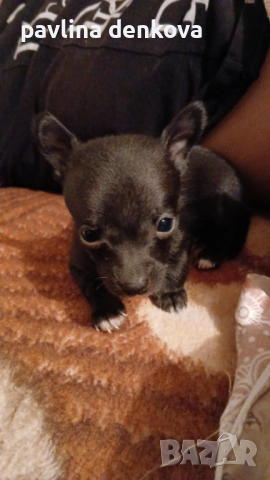 Чихопинчер който търси своя нов дом.., снимка 4 - Пинчер - 52857443