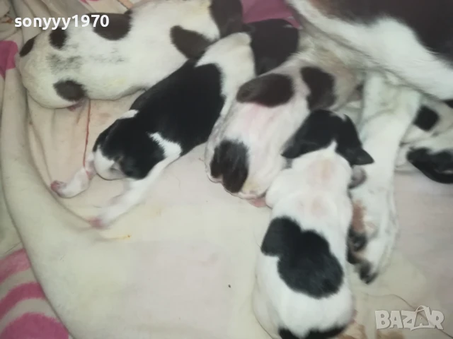 ДЖАК РЪСЕЛ БЕБЕТА-РОДЕНИ ДНЕС 11.08.25г 1108251838, снимка 7 - Джак ръсел териер - 51331559