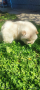 Чау -чау,женски кученца, снимка 6