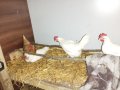 Яйца от свободно отглеждани кокошки бял легхорн, снимка 2
