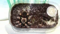 Тарантла tarantula , снимка 7