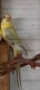 Пойни папагали , снимка 3