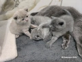 Британски късокосмести чистокръвни котенца. , снимка 2