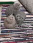 Шотландски клепоухи котенца на 2 месеца, снимка 1