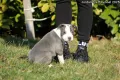 *Американски Стафордшир Териер бебета с FCI родословие- Jordan Staff Kennel*, снимка 11