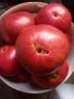 Семе розови домати , снимка 1 - Сортови семена и луковици - 43060512