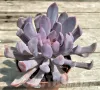 Graptoveria ‘Lilac spoons’, снимка 1