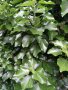 Градински,едролист бръшлян, снимка 1 - Градински цветя и растения - 33219400