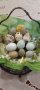 Пъдпъдъчи яйца-Японски,Селадона и Китайски пъдпъдък(оплодени и за консумация), снимка 1 - други­ - 43154725