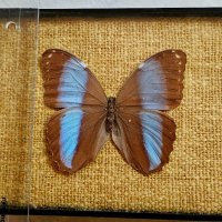 Пеперуда в рамка, снимка 1 - Картини - 43803782