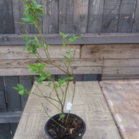 Розова боровинка Vaccinium Pink Lemonade , снимка 4 - Разсади - 33589589