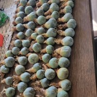 Кактус Пейот(Lophophora williamsii), снимка 1 - Градински цветя и растения - 43046360