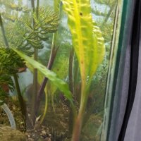  Растения за аквариум, снимка 12 - Аквариуми - 26045222