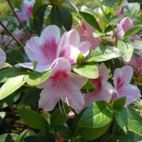 Azalea japonica Occhio di pernice(Азалия Око на яребица), снимка 2 - Градински цветя и растения - 43426880