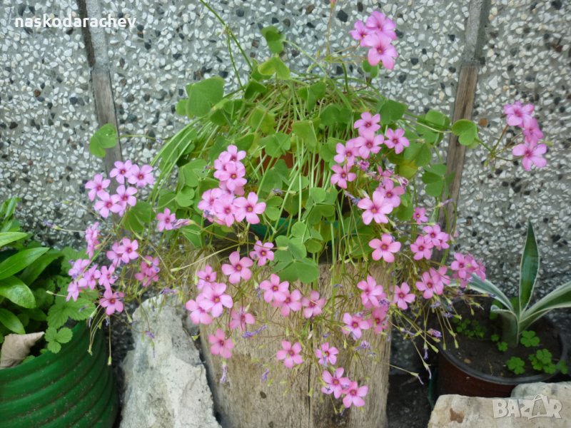 Кралска детелина червена и зелена, снимка 1