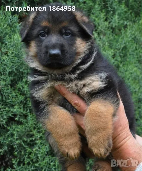 Мъжки Немски Овчарки, снимка 1