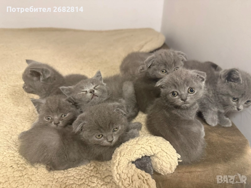 Чистокръвни британчита, снимка 1