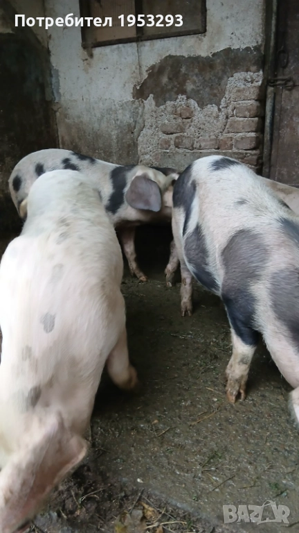 Прасета елитни българска бяла , снимка 1