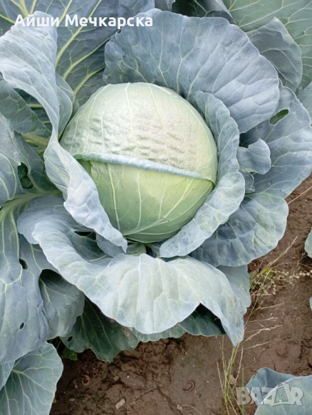 Продавам зеле Чиърс на едро , снимка 1