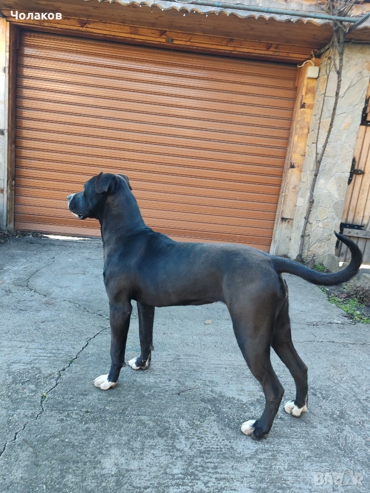 Presa argentino , снимка 1