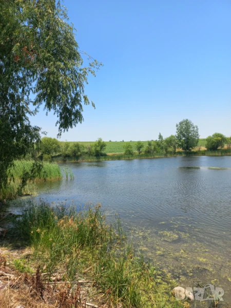 Риба, зарибител амур, толстолоб и шаран на едро, снимка 1