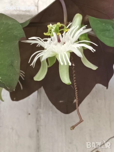 Пасифлора триивична/трифасциата/, снимка 1