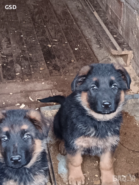 немска овчарка , снимка 1