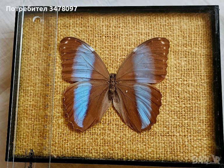 Пеперуда в рамка, снимка 1