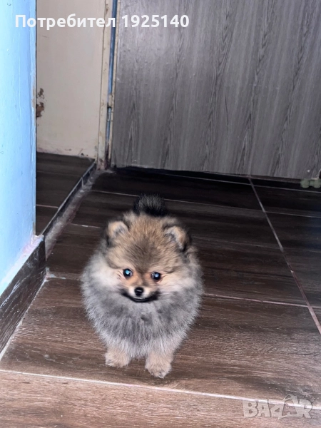 Момченце померан , снимка 1
