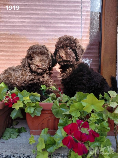 Той пуделче 🐩, снимка 1