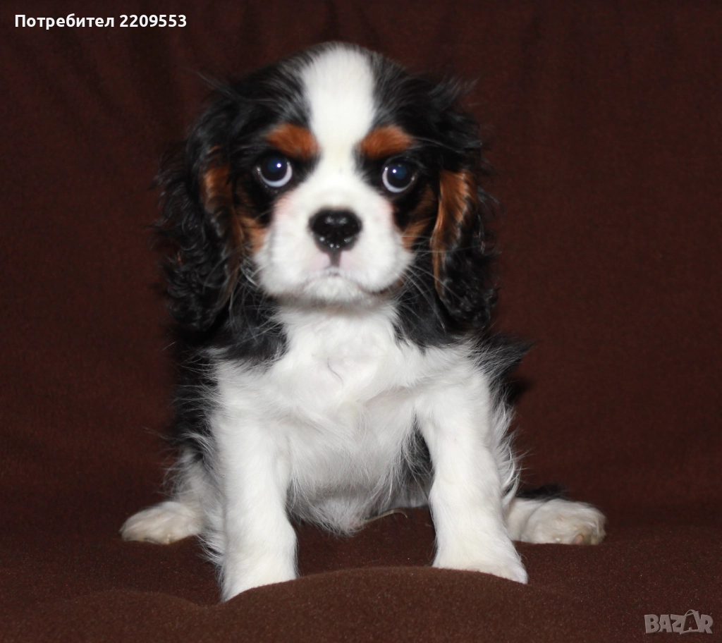 Кавалер Кинг Чарлз Шпаньол FCI, снимка 1