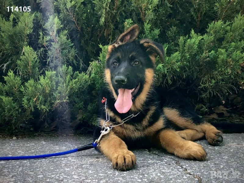 Немска овчарка - 3 мес., снимка 1