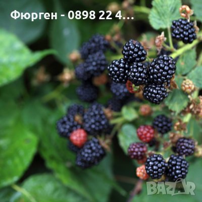 Къпина - Сорт Тройна корона , снимка 1